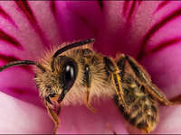 如何拍摄微距照片