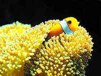 不沾水享受可媲美海底世界的摄影