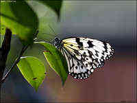 昆虫微距摄影拍摄技巧