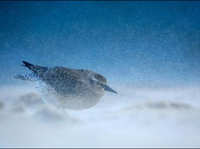 无惧暴风雪 冬季外拍摄影防寒装备