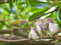 鸟类摄影技巧分享