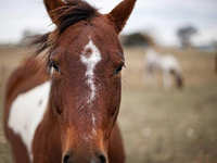 拍摄锐利照片的进阶技巧