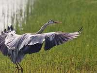 鸟类摄影实用教程