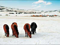 快速掌握五种最常用的智能拍摄模式