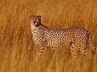 野生动物拍摄守则