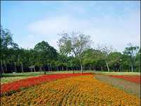 小相机DC春季拍花攻略