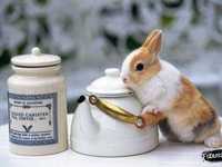 如何成为一名优秀的宠物摄影师