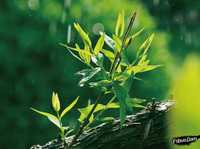 风光摄影的季节应对