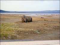 分享如何进行动物摄影创作