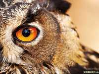 生态摄影怎样抓住动物的神韵