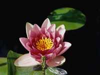 花卉上面昆虫的20个拍摄技巧