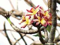 完美运用自然光动人的佳作