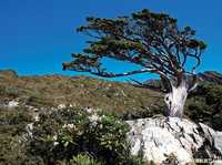 如何让画面展现老树岩石的特色