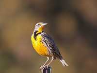 拍出精彩鸟类照片的8个小技巧