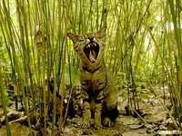 教你如何拍摄街边小猫