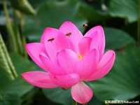 夏季荷花拍摄实战教程