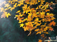 秋季旅行摄影技巧完全攻略