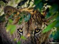 东非旅游摄影攻略：器材准备与注意事项