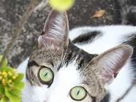 4招教你拍出宠物们的自然表情