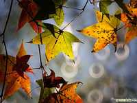 枫红季节：拍枫叶技巧总整理