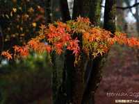 空气感枫叶，利用雨天拍出冷冽感