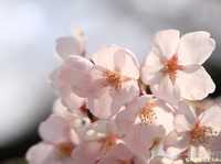 微距摄影实用摄影技巧