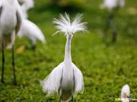 浅谈野生动物摄影拍摄诀窍