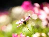 植物摄影简单4招化腐朽为神奇