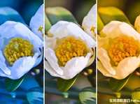 如何用白平衡营造出理想色调和感觉