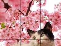 简单六招教你拍好宠物