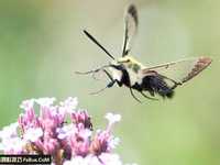 使用高速快门定格动态画面技巧