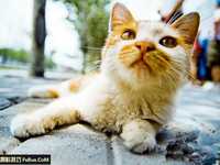 四招宠物拍摄小技巧