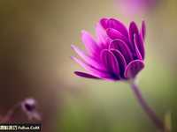 学习如何用微距镜头拍花朵