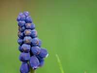 花卉题材的拍摄问题全面解读