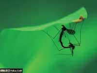 7个简单的昆虫摄影拍摄诀窍