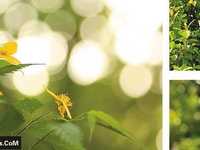 完美摄影法则执着于虚化的表现力