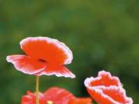 简单4招花卉摄影用光技巧