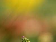 如何玩转手边器材拍好植物微距摄影