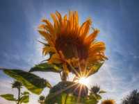 如何拍摄太阳光芒