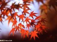 如何拍出漂亮精彩的红叶