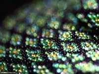 五个最常见的微距摄影迷思