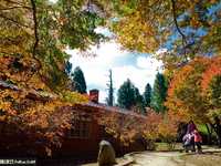 阴雨天如何拍出枫叶清新透亮的质感