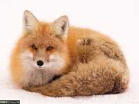 实用对焦技巧拍出清晰照片