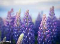 新手必读大光圈定焦镜应用