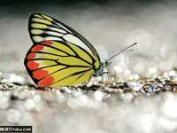 教你拍摄蝴蝶七大注意事项