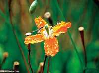 花卉摄影十二招拍出美丽花朵