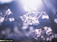 如何拍摄日系清新照片