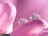 教你打破微距摄影的思维定式