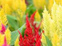 善用对焦点创造浅景深构图