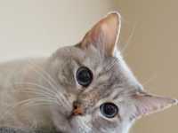 宠物摄影猫咪的拍摄技巧